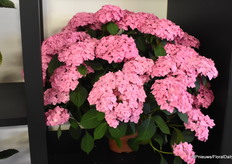 Een nieuw product van Kolster/Horteve dat nog wacht op een mooie naam. Dit is een nieuwe soort dat is gekruist met serrata. Ze zijn kleinbladig, hebben zeer veel takken en ongelofelijk veel bloemen. Serrata is zeer winterhard en droogtebestendig. Ze hebben voorlopig 6 selecties geselecteerd in bolbloem en tellerbloemen in deze reeks. Kwekerij De Jong gaat ze telen en ze gaan ook naar de USA.